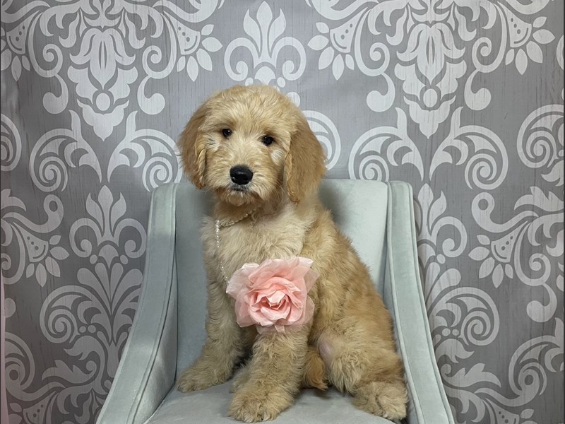 Goldendoodle-Female--3415454-Furry Babies