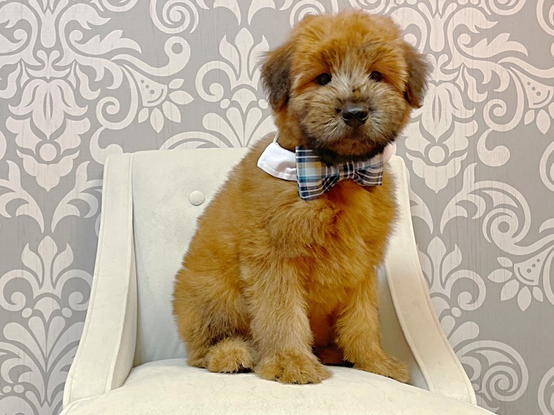 Soft Coated Wheaten Terrier-Male--3426028-Furry Babies