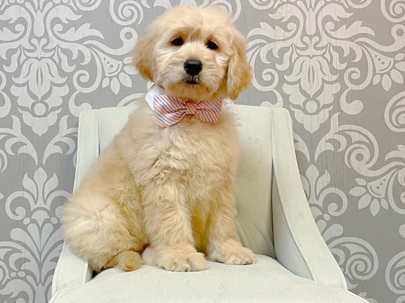 Goldendoodle-Male--3426015-Furry Babies