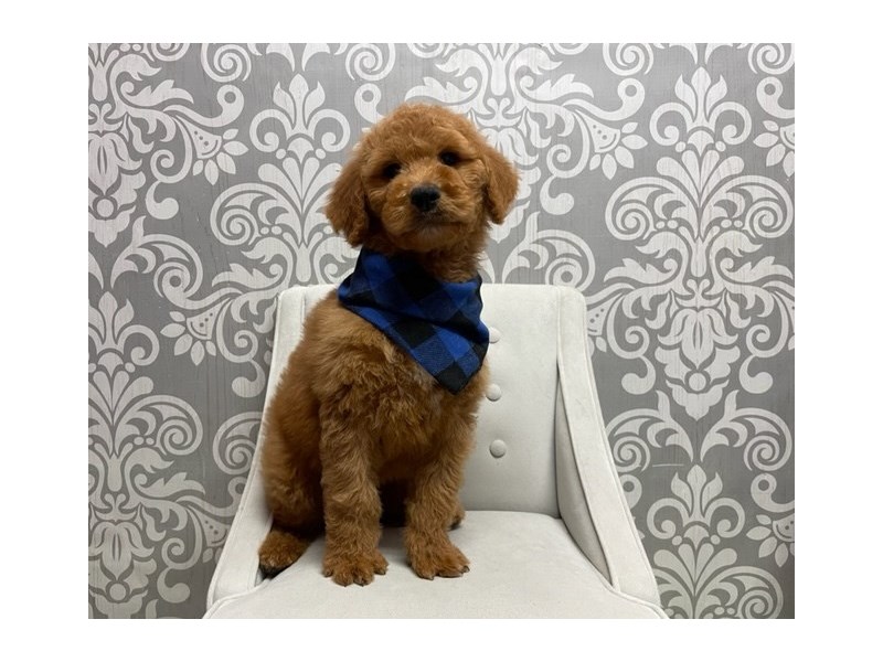 Goldendoodle-Male-Red-3494961-Furry Babies