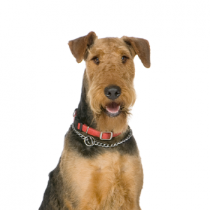 Furry Babies Airedale Terrier