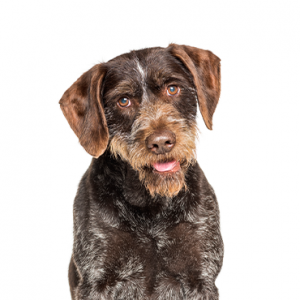 Furry Babies German Wirehaired Pointer