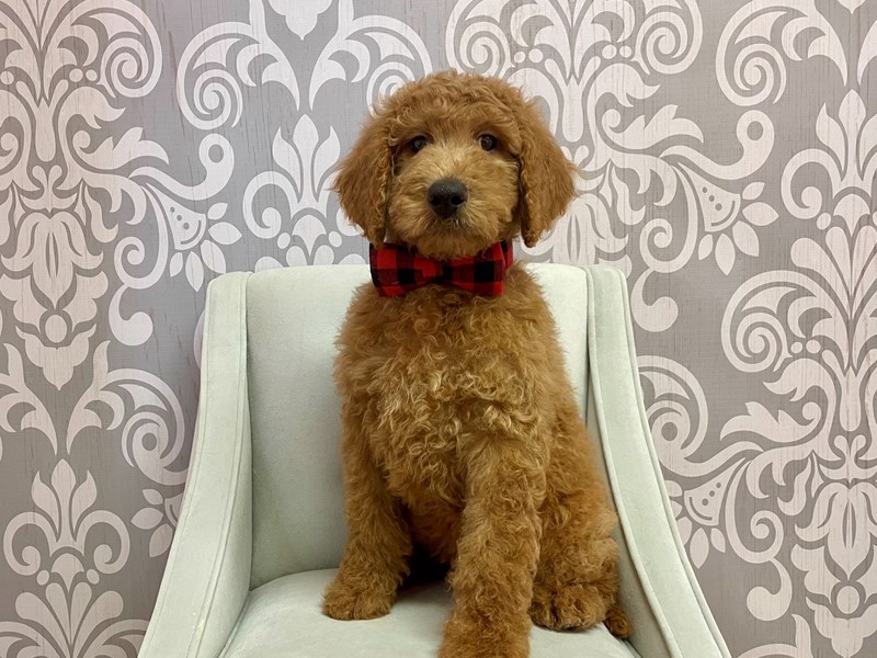 Goldendoodle-Male--3505669-Furry Babies