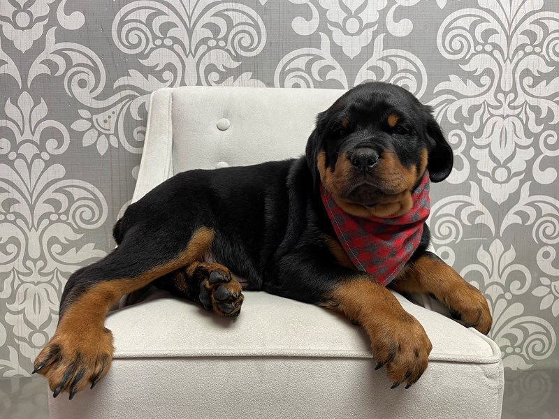 Rottweiler-Male-Black and tan-3643617-Furry Babies