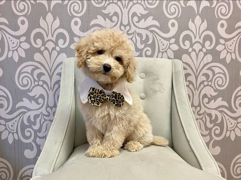 F2 MINI GOLDENDOODLE-Male--3662759-Furry Babies
