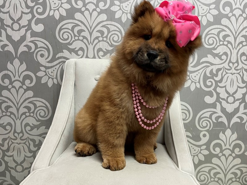 Chow Chow-Female-Red-3671346-Furry Babies