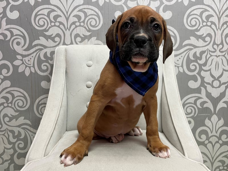 Boxer-Male-Fawn-3689262-Furry Babies