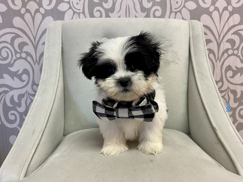 Malshi-Male--3662054-Furry Babies