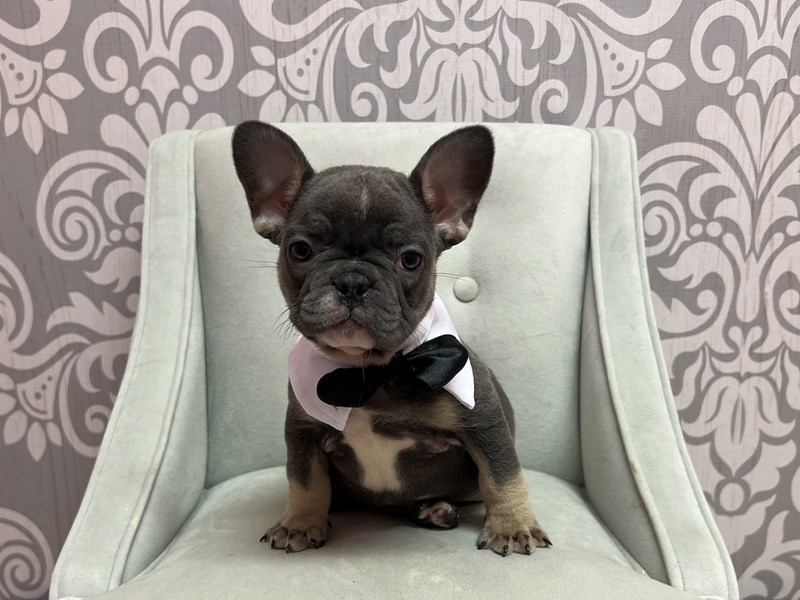 French Bulldog-Male-Blue and Tan-3727071-Furry Babies