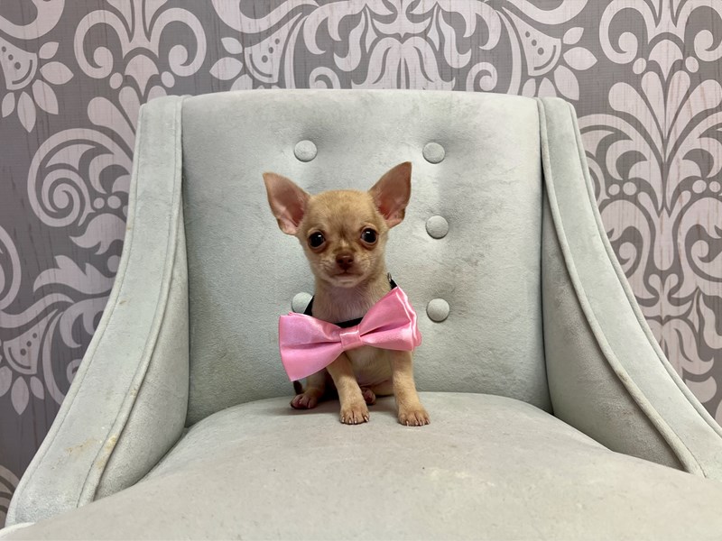 Chihuahua-Male-Fawn-3768830-Furry Babies