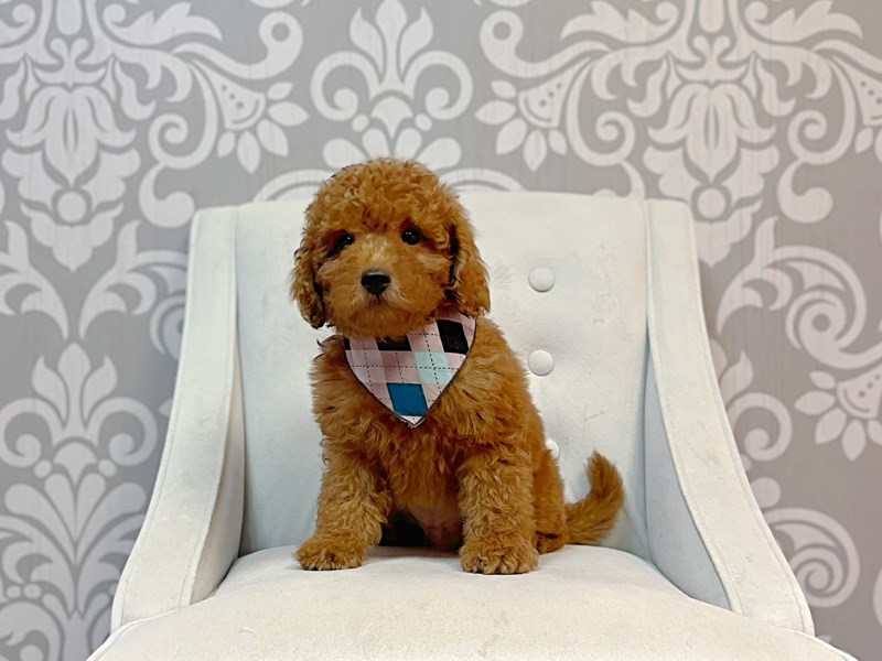 F2 MINI GOLDENDOODLE-Female-Red-3769142-Furry Babies