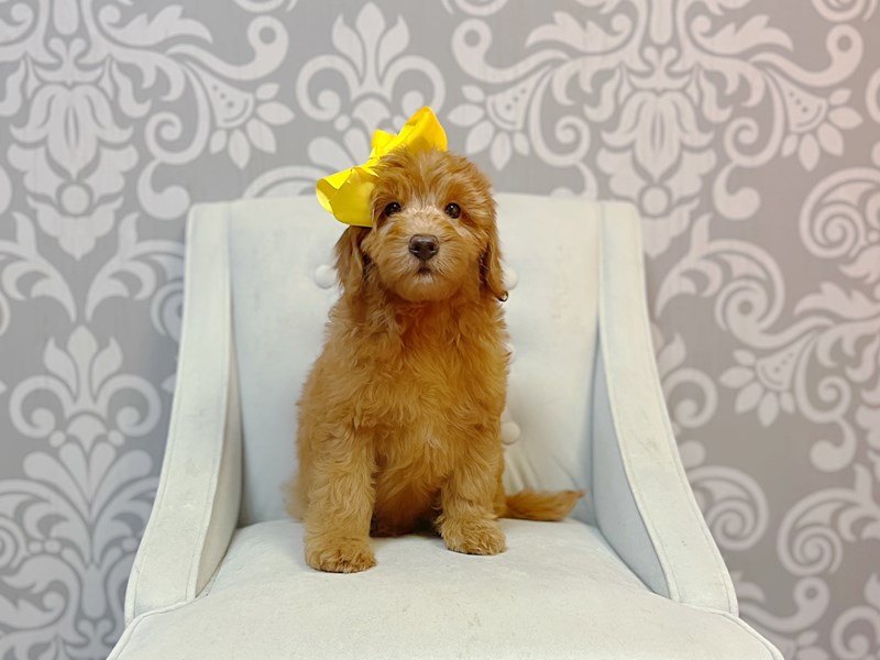 F2 MINI GOLDENDOODLE-Female-Red-3769150-Furry Babies