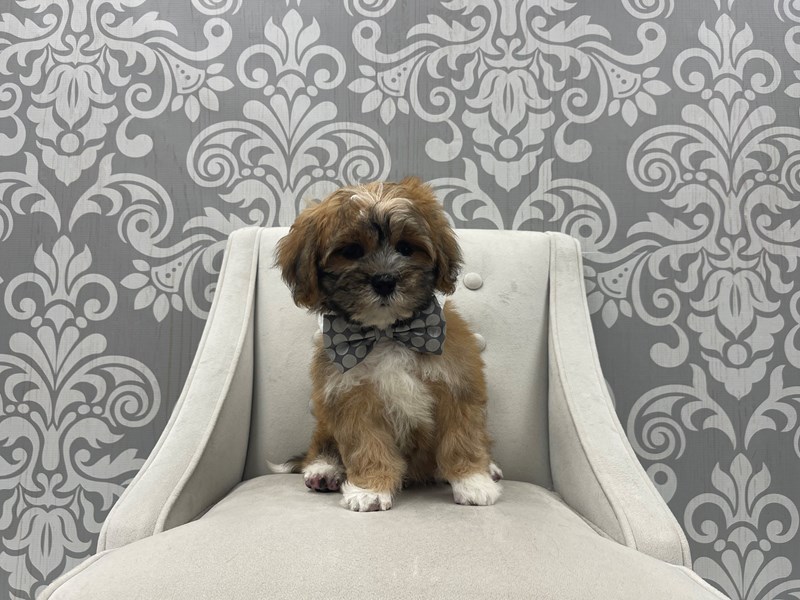 Lhasa Apso-Male-Brown-3788938-Furry Babies
