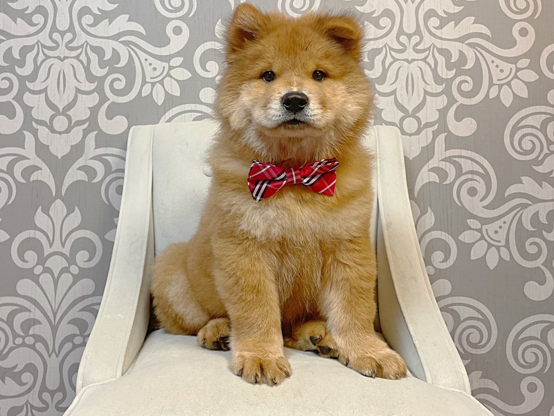 Chow Chow-Male-Red-3806340-Furry Babies