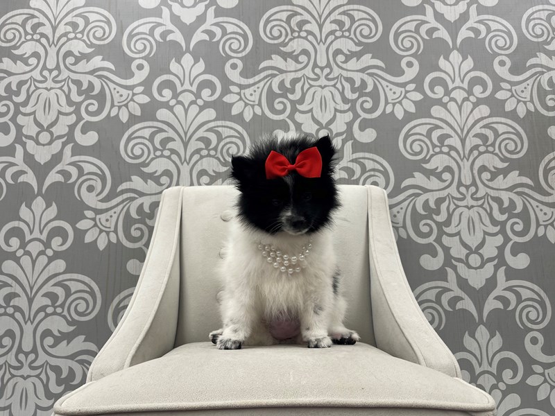 Pomeranian-Female-Black & White-3807515-Furry Babies