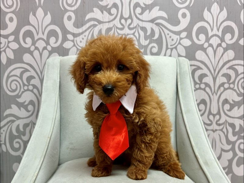 F2 MINI GOLDENDOODLE-Male--3816114-Furry Babies