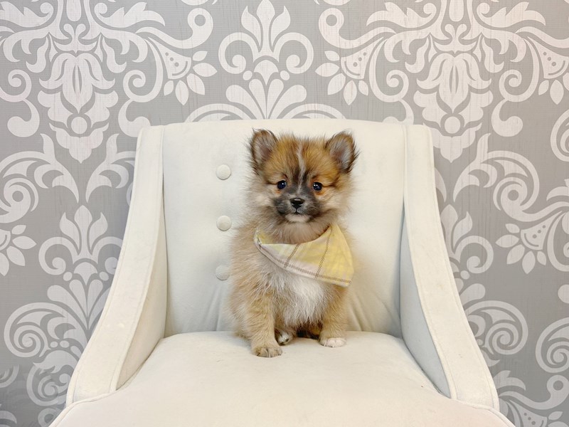 Pomeranian-Male--3824983-Furry Babies