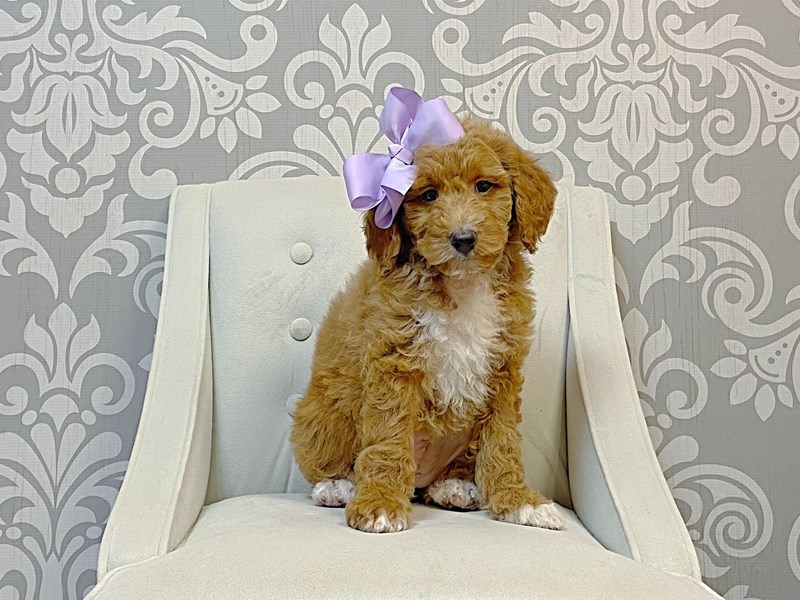 Goldendoodle-Female--3879162-Furry Babies