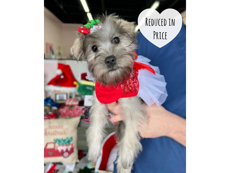 Schnoodle-Female--3869624-Furry Babies