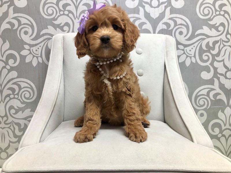 Mini Goldendoodle-Female-Red-3980824-Furry Babies