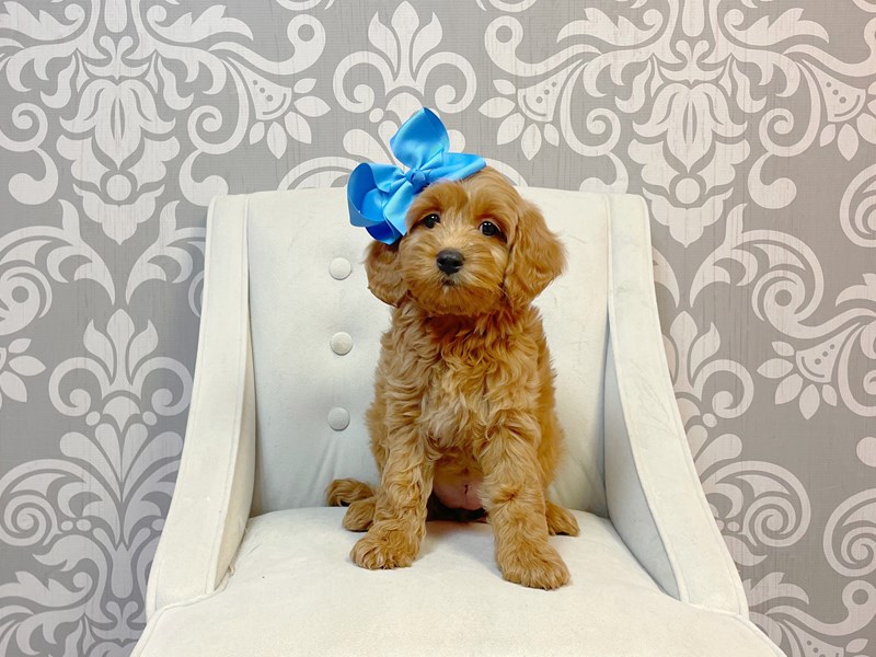 Mini Goldendoodle-Female--3991327-Furry Babies