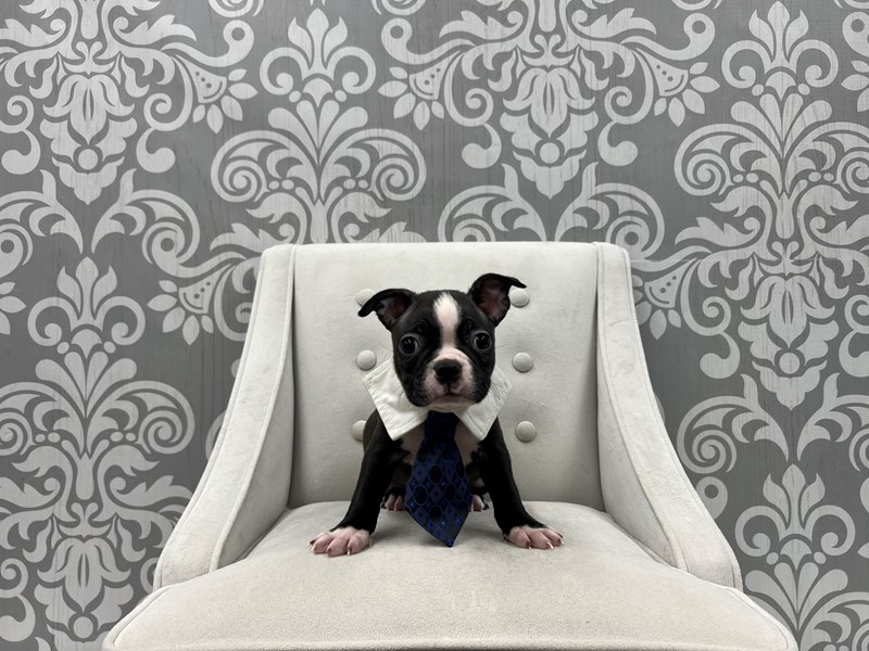 Boston Terrier-Male-Black & White-3912754-Furry Babies