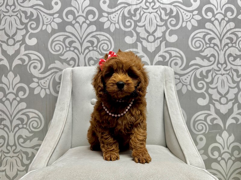 Mini Goldendoodle-Female-Red-4032365-Furry Babies