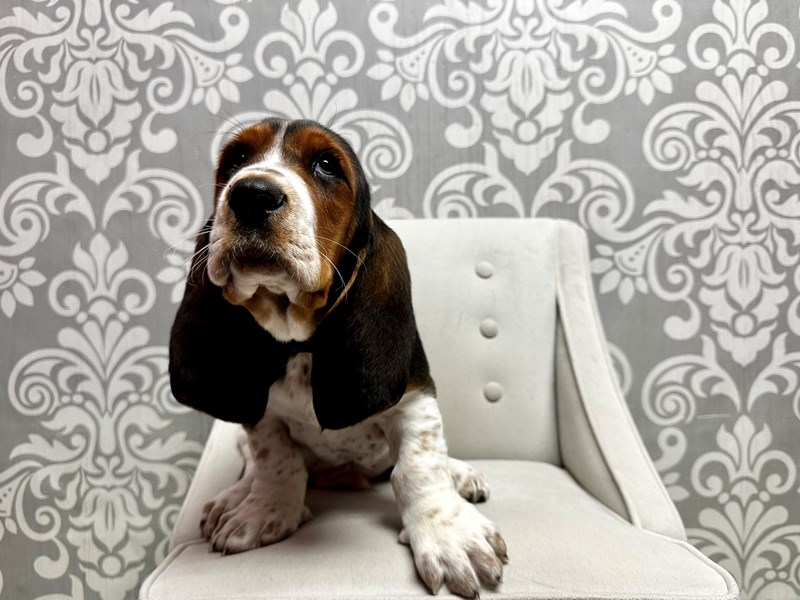 Basset Hound-Male-tri color-4050915-Furry Babies