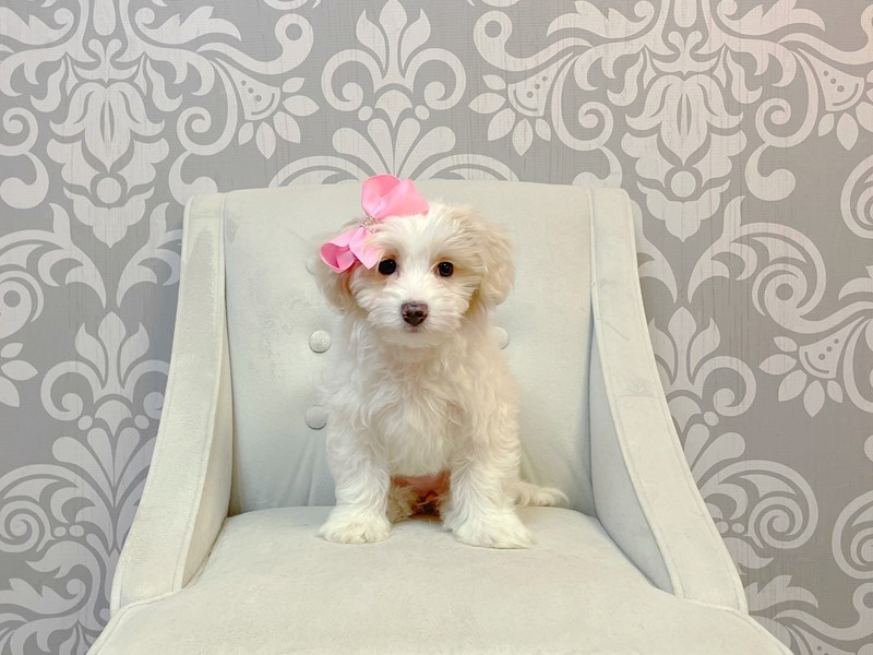 Daisy Dog-Female-Lemon and White-4052043-Furry Babies