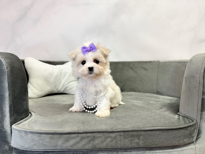 Malshi-Female-White & Cream-4082578-Furry Babies
