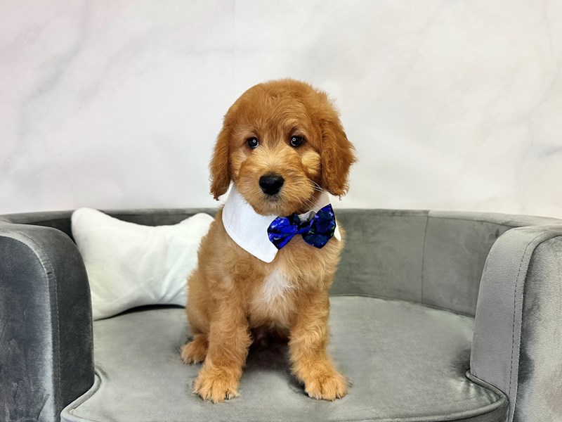 Goldendoodle-Male-Red-4081422-Furry Babies