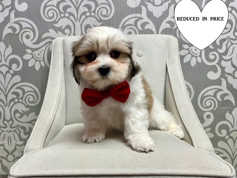Lhasa Apso-Female-brown and white-4081869-Furry Babies