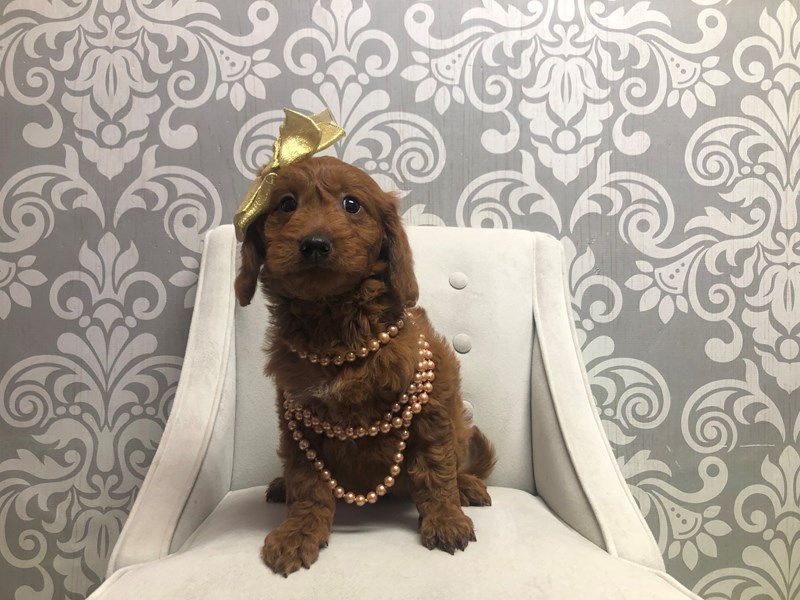 Mini Goldendoodle-Female-Red-4110719-Furry Babies