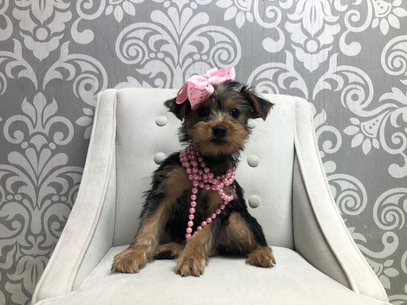 Yorkie Poo-Female-black and tan-4130230-Furry Babies