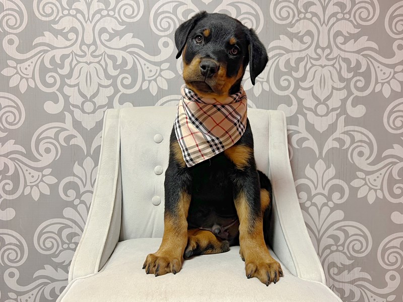 Rottweiler-Male-Black and Tan-4147010-Furry Babies