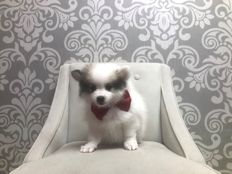 Pomeranian-Male-white and sable-4166104-Furry Babies