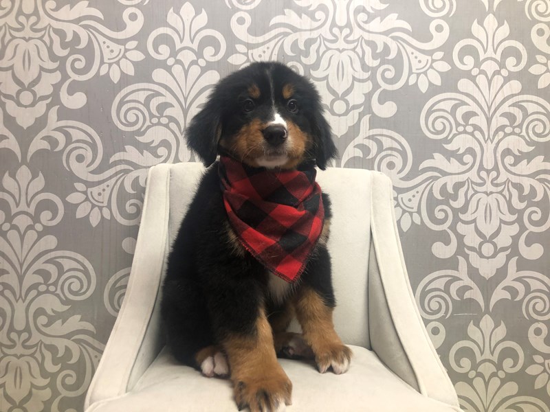 Bernese Mountain Dog-Male-tri color-4186308-Furry Babies
