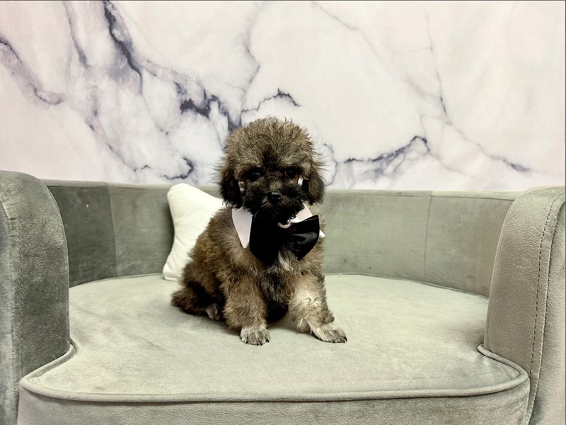 Miniature Poodle-Male-Black & Grey-4217820-Furry Babies