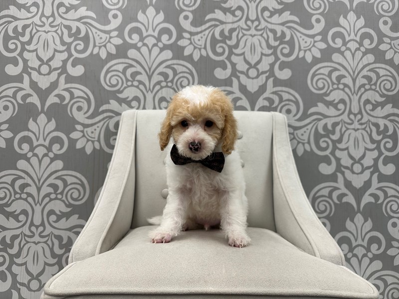 Daisy Dog-Male-Red & White-4227157-Furry Babies