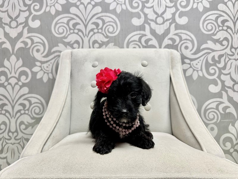 Yorkie Poo-Female-black and tan-4227440-Furry Babies