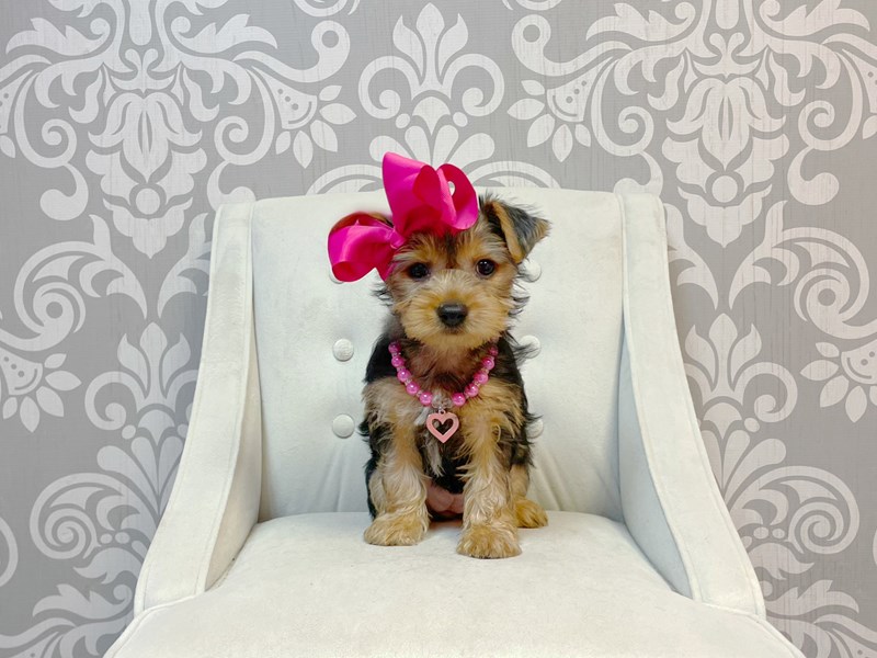 Yorkie Poo-Female-Black and Tan-4128957-Furry Babies