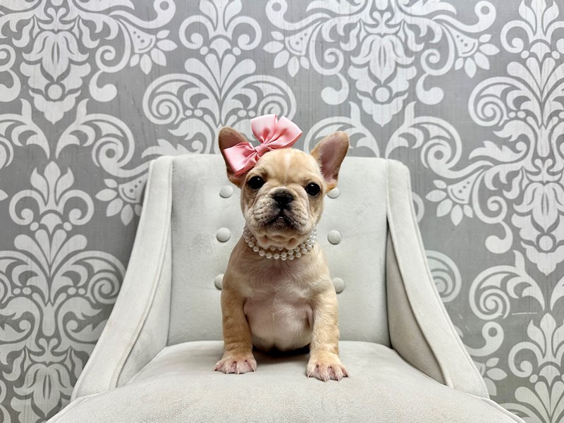 French Bulldog-Female-Cream-4155989-Furry Babies