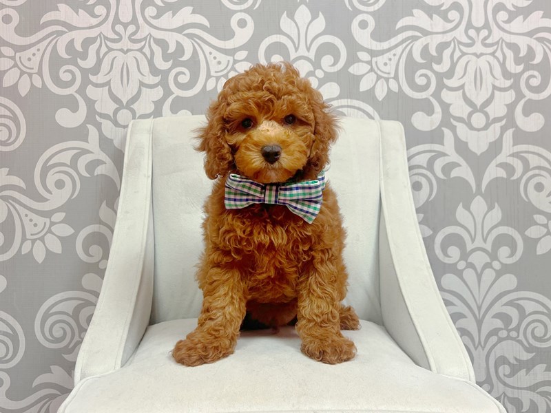 Miniature Poodle-Male-Red-4238155-Furry Babies